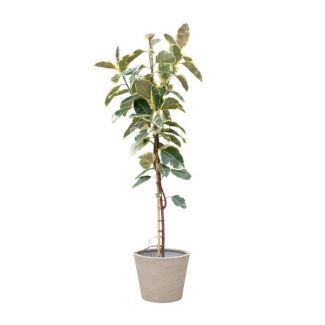 Hoge Ficus Tineke Vijg - Kamervijg met groen, crème en roze bladeren - 220 cm hoog - ø30