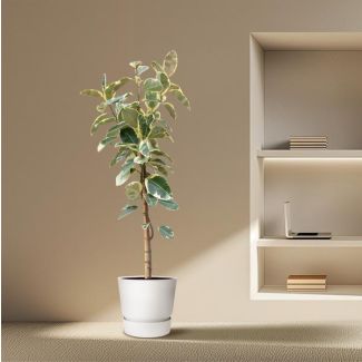 Hoge Ficus Tineke Vijg - Kamervijg met groen, crème en roze bladeren - 220 cm hoog - ø30