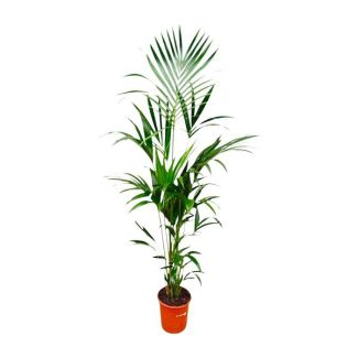 Kamerplant palm Howea Forsteriana - Slanke Kentia palm binnen elegant - 180cm hoog - ⌀24