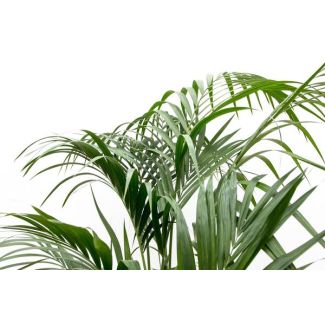 Kamerplant palm Howea Forsteriana - Slanke Kentia palm binnen elegant - 180cm hoog - ⌀24