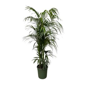 Sierlijke kamerplant in Donkergroen | Kentia palm Diepgroen - 230 cm - ø38 - niet giftig