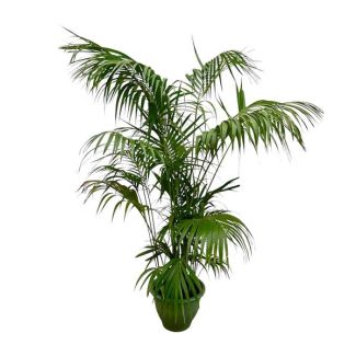 Grote Kentia palm - Howea Forsteriana opvallend - 260cm - ø35 - Kentia Palm XXL