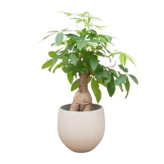 Bonsai geldboom (Pachira Aquatica) voor binnenruimtes - 130cm - ø40 - Kamerplant bonsai