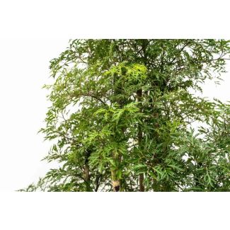 Aralia binnen plant | Vertakte variant Polyscias Ming | 140 cm hoog | Veilige kamerplant voor huisdieren