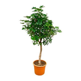 Onderhoudsvriendelijke kamerplant Schefflera op stam | Groene vingerboom binnen 225cm hoog - ø45cm