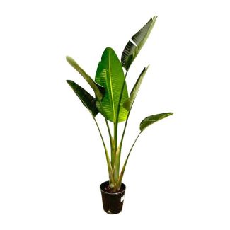 Exotische kamerplant paradijsvogelbloem | Strelitzia Augusta voor binnen en buiten - 180 cm hoog, ⌀30