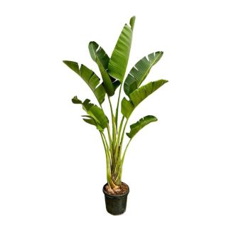 Grote kamerplant Strelitzia Augusta | Exotische kamerplant van wel 2,5 meter hoog - ⌀45 cm