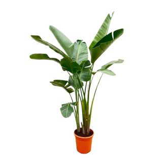 Strelitzia Augusta XXL binnen | Sterk luchtzuiverende kamerplant Strelitzia Augusta - 250cm - ø38