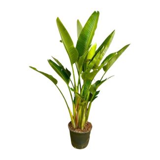 Kamerplant met meerstammige structuur - Strelitzia Augusta multi stam XXL - 225 cm - ø40