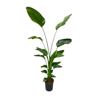 Opvallende kamerplant en blikvanger Strelitzia - Luchtzuiverende plant Strelitzia Nicolai - 170 cm - ⌀21