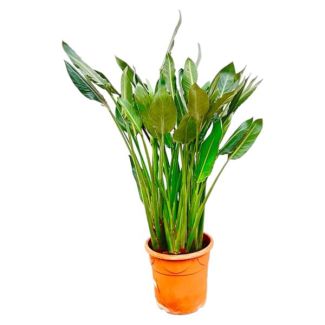 Exotische Strelitzia Reginae plant XL | Gemakkelijke verzorging - 160cm - ⌀30