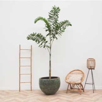 Wodyetia Bifurcata | Foxtail Palm | Slanke palm binnen - 240cm - ø50