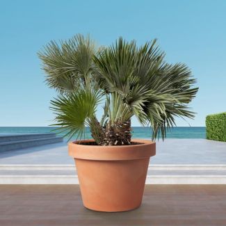 Compacte europese dwergpalm 120 cm hoog en 80 cm breed, compacte buitenboom