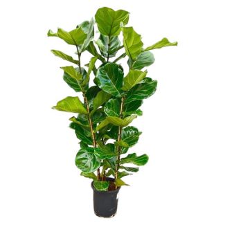 Ficus Lyrata Kamerplant – Vioolbladplant Struik - Groene vijg – 160 cm Hoog – potmaat Ø30