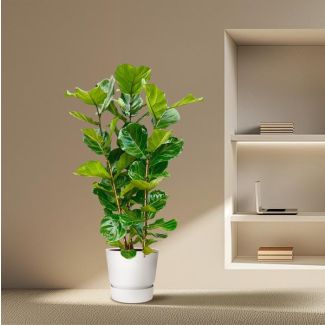 Ficus Lyrata Kamerplant – Vioolbladplant Struik - Groene vijg – 160 cm Hoog – potmaat Ø30