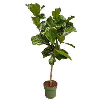 Ficus Lyrata op dunne stam | Binnenplant Vijg Lyrata stam - 160 cm hoog