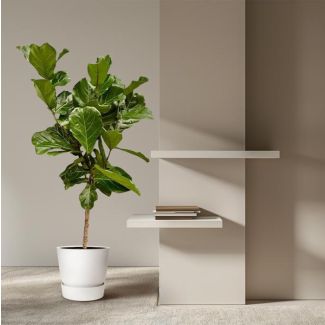 Ficus Lyrata op dunne stam | Binnenplant Vijg Lyrata stam - 160 cm hoog