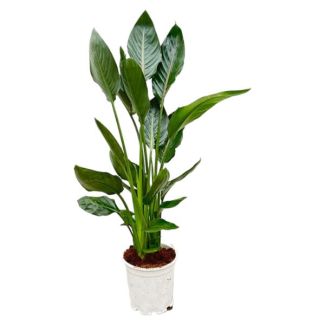 Exotische binnenplant Strelitzia Reginae - 100 cm hoog - Ø19 - Gemakkelijke verzorging