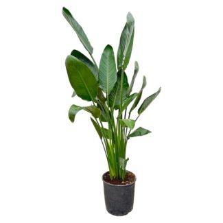 Kamerplant met grote bladeren Strelitzia Reginae - 1.30 meter hoog - Ø24