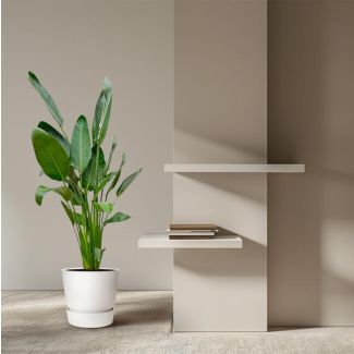 Kamerplant met grote bladeren Strelitzia Reginae - 1.30 meter hoog - Ø24