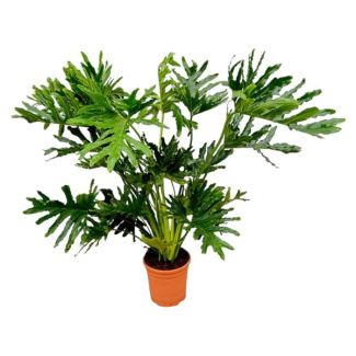 Frappante kamerplant Philodendron Selloum - Tree Philodendron binnen - 150 cm - Ø30