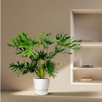 Frappante kamerplant Philodendron Selloum - Tree Philodendron binnen - 150 cm - Ø30