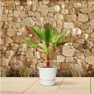 Binnen/Buiten plant Washingtonia - Diverse palm voor in de kamer of in de tuin - 100 cm - Ø21