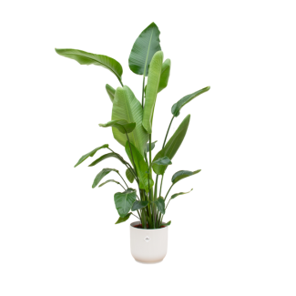 In het oog springende kamerplant Strelitzia Nicolai met witte pot - 180 cm hoog