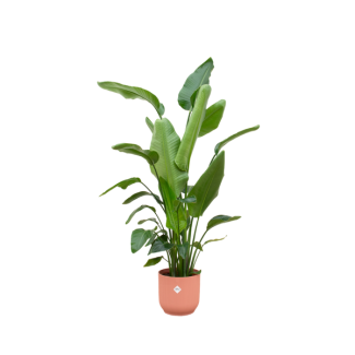 Rustgevende plant voor binnenruimtes Strelitzia Nicolai - 180 cm hoog - met Roze pot