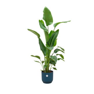 Combinatie van kamerplant Strelitzia Nicolai en blauwe pot - 180 cm hoog - Ø30