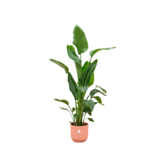 Set met roze pot en Strelitzia Nicolai - 160 cm binnenplant - onderhoudsvriendelijk