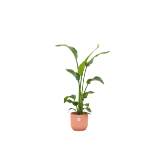 Groene plant in roze pot voor binnenruimtes - Strelitzia Nicolai 120 cm hoog - Ø22