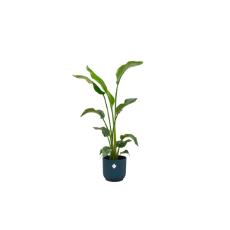 Combinatie Strelitzia Nicolai en blauwe pot - ca. 100 cm hoog - Ø22 - Luchtzuiverende kamerplant