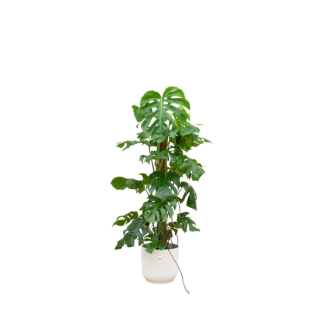 Markante gatenplant voor binnenruimtes in witte pot Ø30 - 120 cm hoog - Monstera Pertusum XL