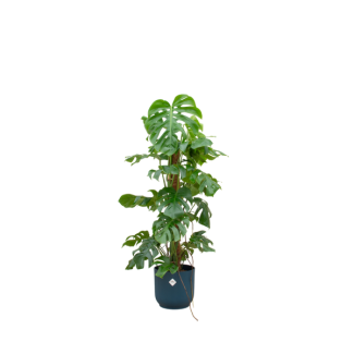 Combinatie Monstera Pertusum XL en blauwe pot Ø30 - ca. 120 cm hoog