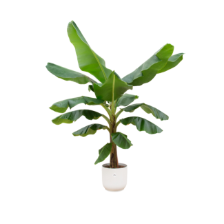 De Musa met duurzame pot Ø30 - Kamerplant 180 cm - Witte Elho vibes fold pot