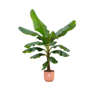 Bananenplant in roze pot voor binnenruimtes - 180 cm hoog - Ø30 pot