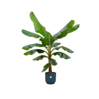 180 cm hoge kamerplant musa met blauwe pot inbegrepen - Ø30 pot - Bananenplant met grote bladeren