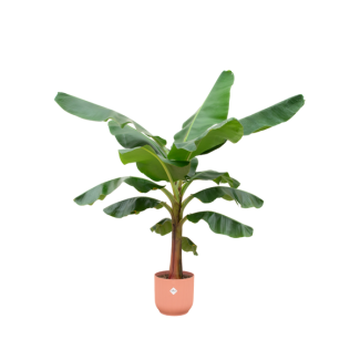 Roze pot en Musa plant als 1 combinatie - 150 cm hoge kamerplant - Ø30 pot