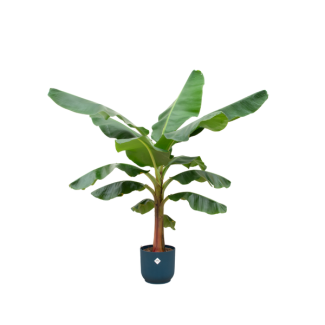 Glansrijke Musa binnen in blauwe pot - 150 cm hoge bananenplant - pot Ø30cm