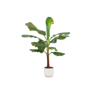 Bananenboom 120 cm + Elho Vibes Wit Ø22 - Combi Deal Binnenplant