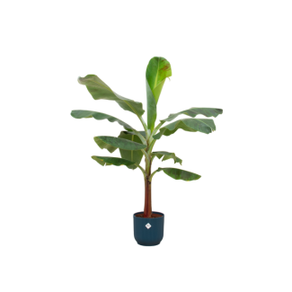 Bananenplant in Pot - Musa 120 cm met Elho Vibes Blauw Ø22 - Perfecte Kamerplant