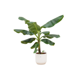 Bananenplant (Musa) met Elho Vibes Fold Round Wit sierpot  - Exotische Kamerplant - 100 cm Hoog - Ø23cm