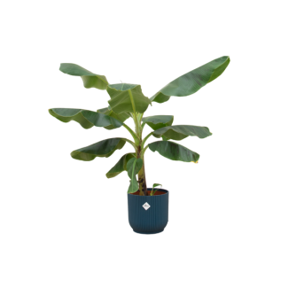 Bananenplant (Musa) met elho  Vibes Fold Round blauw sierpot  - Exotische Kamerplant - 100 cm Hoog - Ø23cm