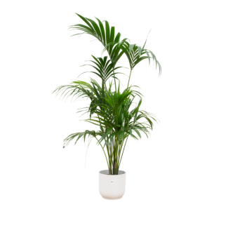 Howea Forsteriana in witte pot | Kentia palm en pot wit Ø30 | 180 cm hoge palm binnen