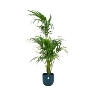 Kamerpalm met beperkte onderhoud - Kentia palm in blauwe pot 180 cm hoog