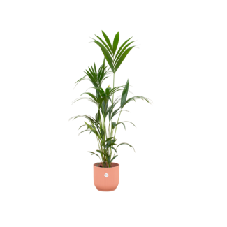 Plant veilig voor honden voor binnen 160 cm hoog in roze pot - Kentia palm