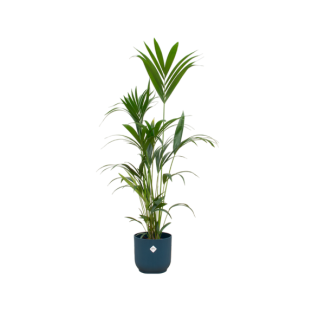 Combinatie Kentia palm en blauwe pot - binnenplant veilig voor huisdieren 160 cm hoog