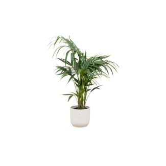 Kentia palm voor binneninterieur 130 cm hoog - inclusief witte pot elho Vibes Fold Round Ø25