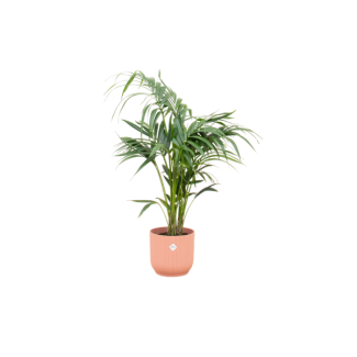 Schaduw-tolerant kamerplant Kentia palm - 130 cm hoge palmboom inclusief roze pot Ø25